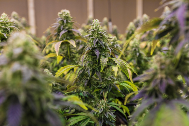 Buying CBD Products